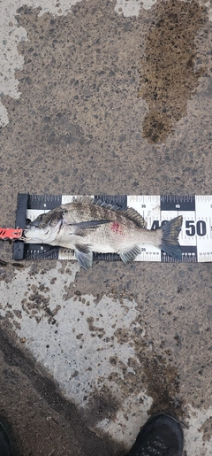 チヌの釣果