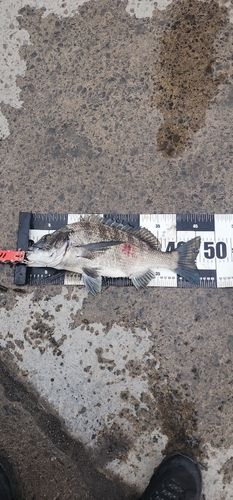 チヌの釣果