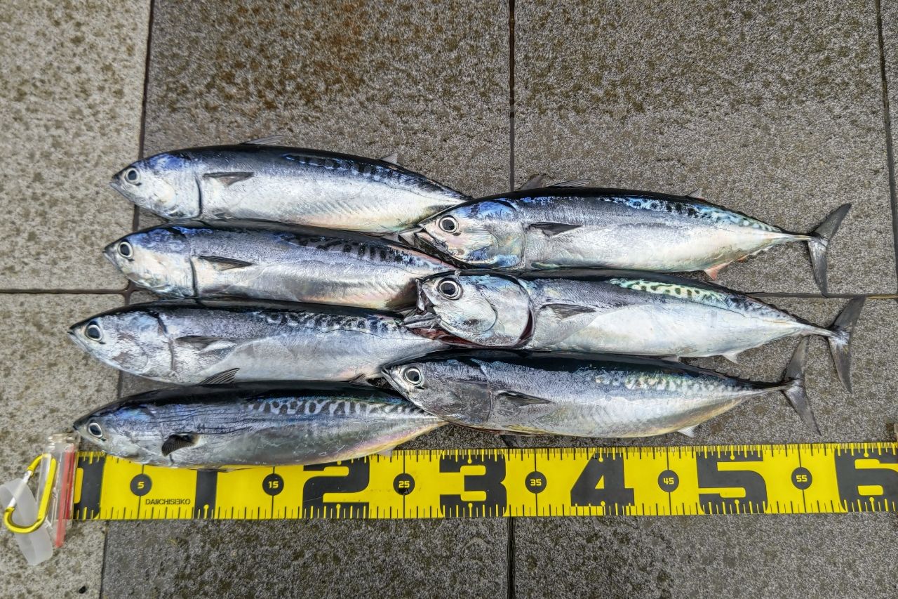 SHIMANO 18ディアルーナ S86MLの最安値・インプレ・釣果 | 本音の
