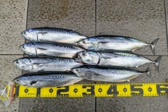マルソウダの釣果