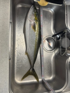 メジロの釣果