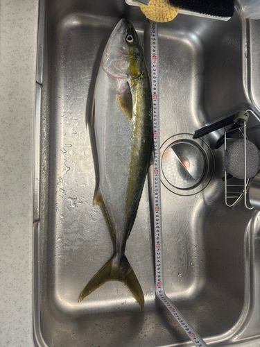 メジロの釣果
