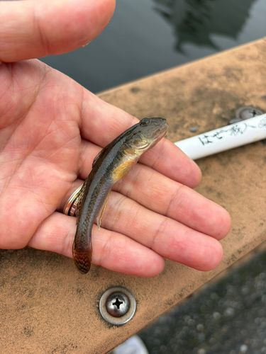 マハゼの釣果