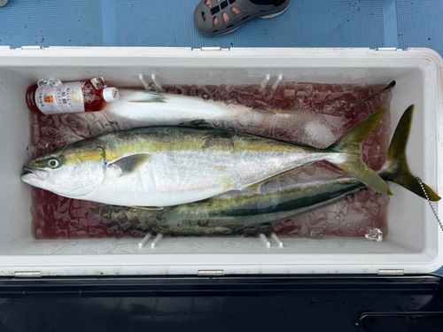 ブリの釣果