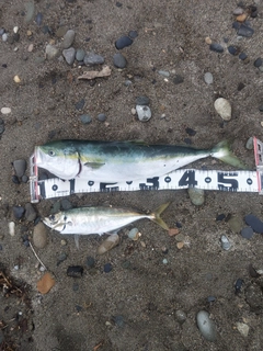 ワラサの釣果