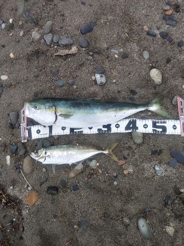 ワラサの釣果