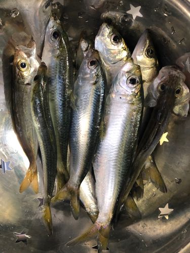 サッパの釣果