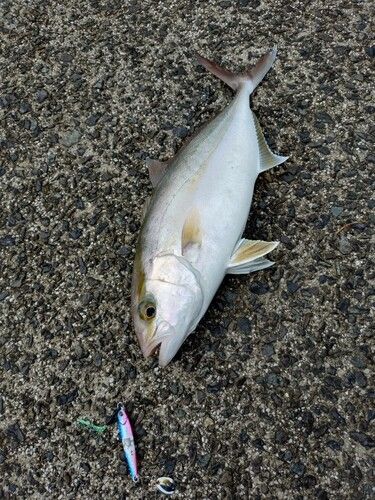 ネリゴの釣果