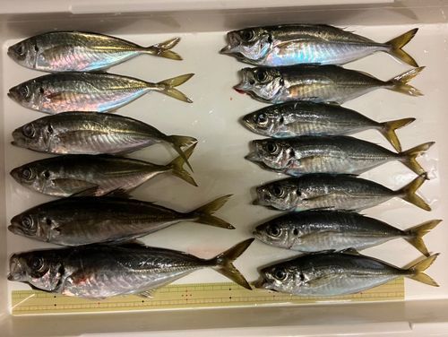 アジの釣果