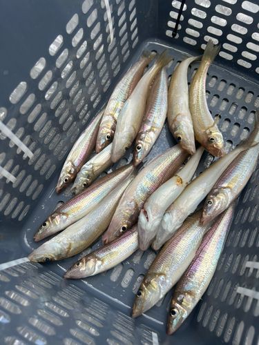 シロギスの釣果