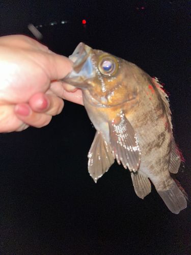 メバルの釣果