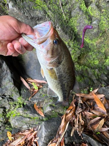 ラージマウスバスの釣果