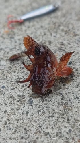 ハオコゼの釣果