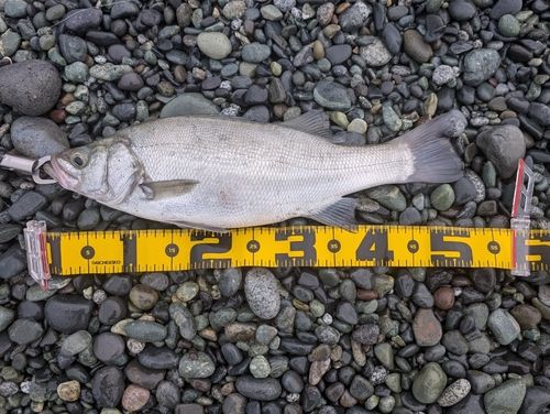 ヒラスズキの釣果