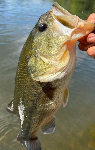 ラージマウスバスの釣果