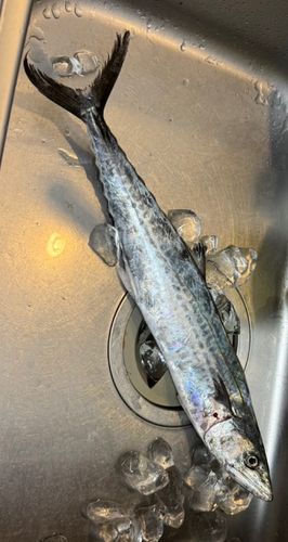 サゴシの釣果