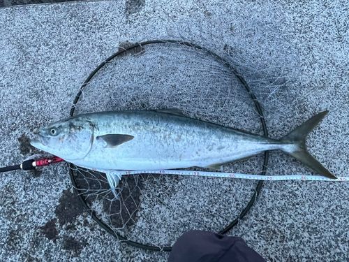 ブリの釣果