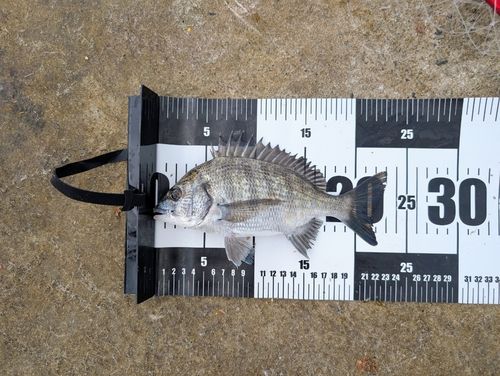 チヌの釣果