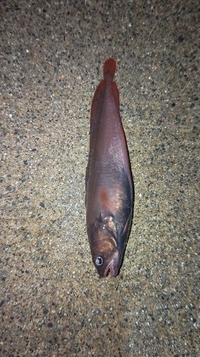 ドンコの釣果