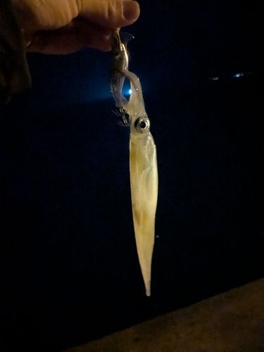 ヤリイカの釣果