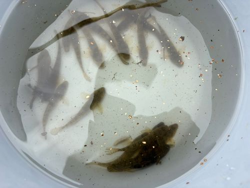 マハゼの釣果