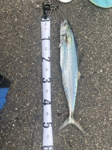 サゴシの釣果
