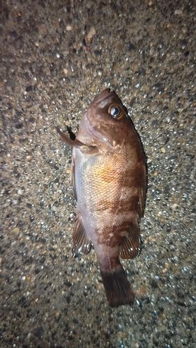 メバルの釣果