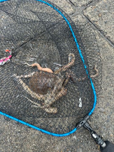 タコの釣果