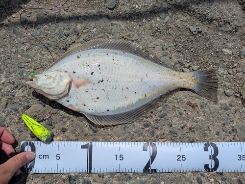マガレイの釣果