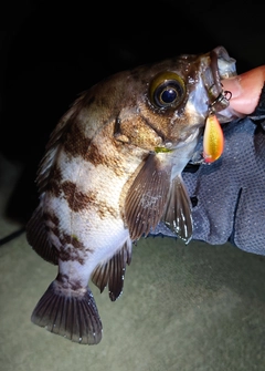 メバルの釣果