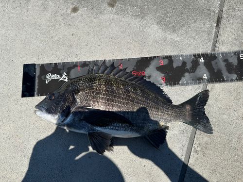チヌの釣果