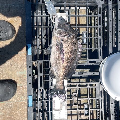 クロダイの釣果