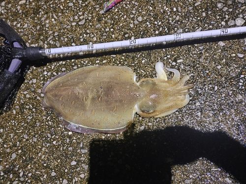 コウイカの釣果