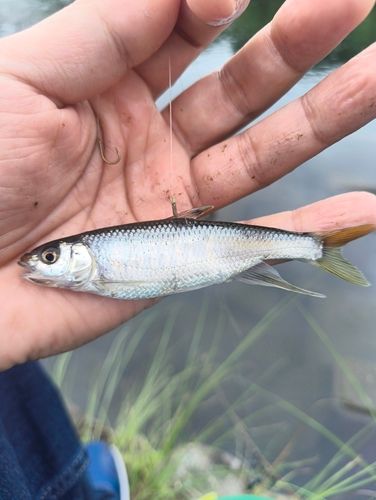 オイカワの釣果