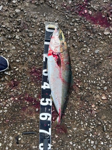 メジロの釣果