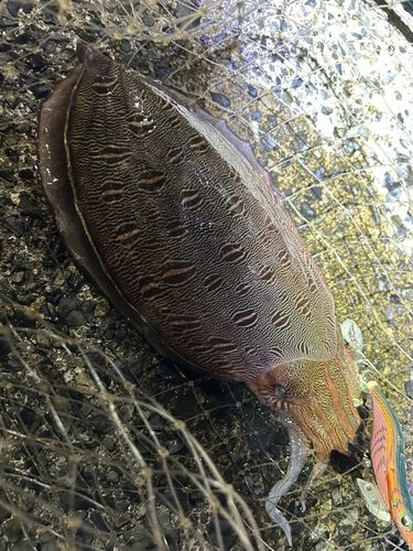 カミナリイカの釣果