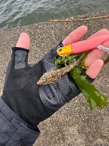 メゴチの釣果