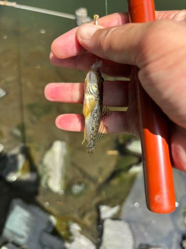マハゼの釣果