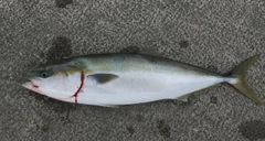 ブリの釣果