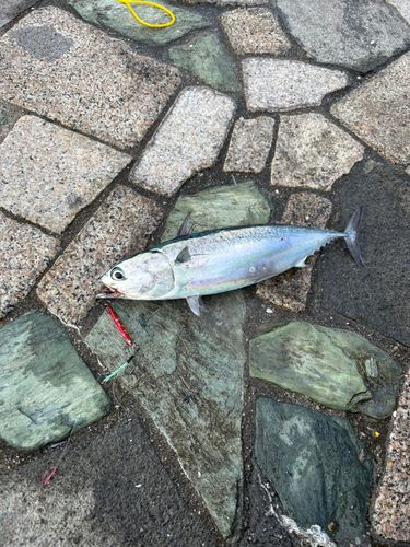 釣果