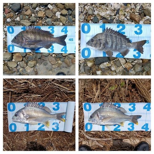 クロダイの釣果