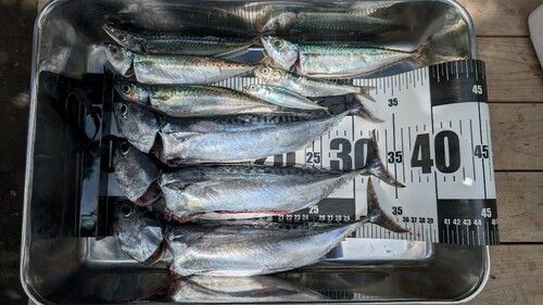 マルソウダの釣果