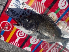チヌの釣果