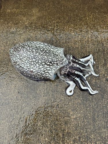 シリヤケイカの釣果