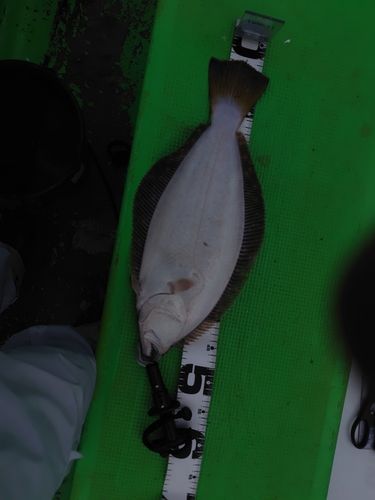 ヒラメの釣果