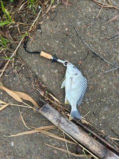 キビレの釣果
