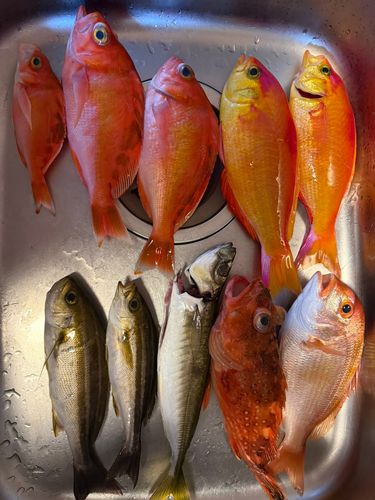 アジの釣果