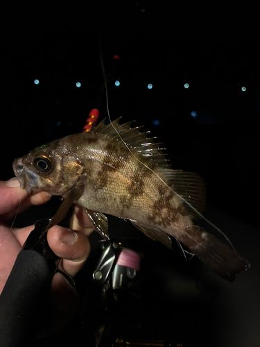 メバルの釣果