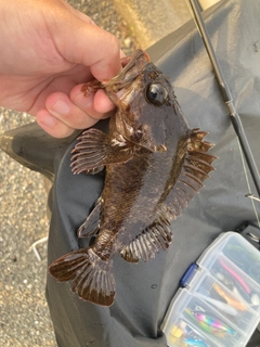 ムラソイの釣果