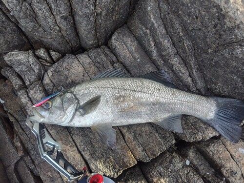 ヒラスズキの釣果
